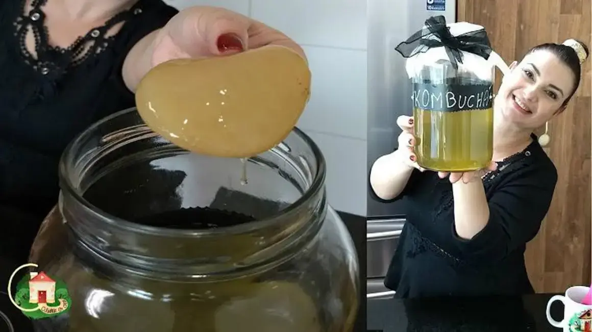 Kombucha: O Que Fazer Assim Que Recebo Meu Primeiro Lote em Casa?